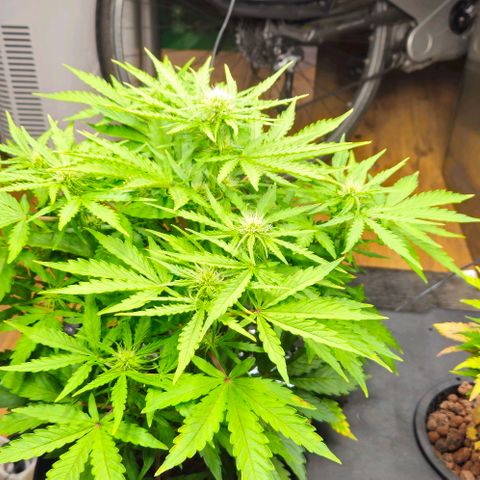 Dpsidos #1 growlog timeline photo