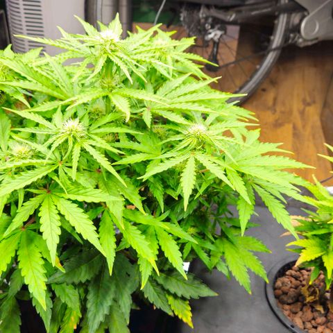 Dpsidos #1 growlog timeline photo