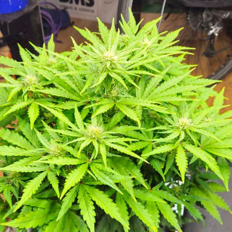 Dpsidos #1 growlog timeline photo