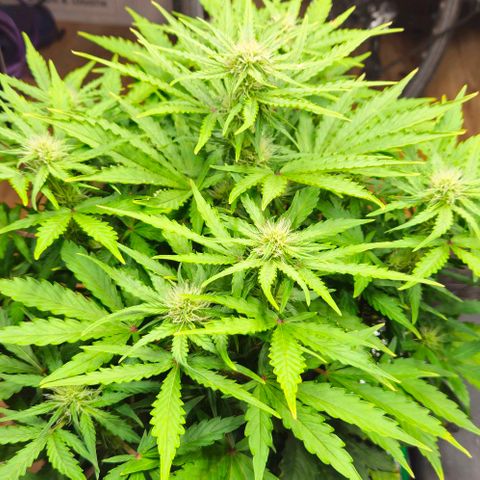 Dpsidos #1 growlog timeline photo