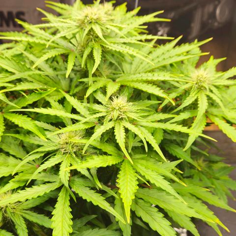 Dpsidos #1 growlog timeline photo