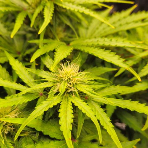 Dpsidos #1 growlog timeline photo