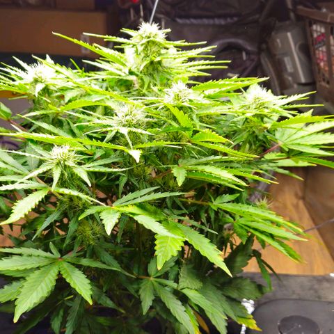 Dpsidos #1 growlog timeline photo