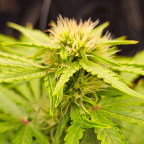 Dpsidos #1 growlog timeline photo