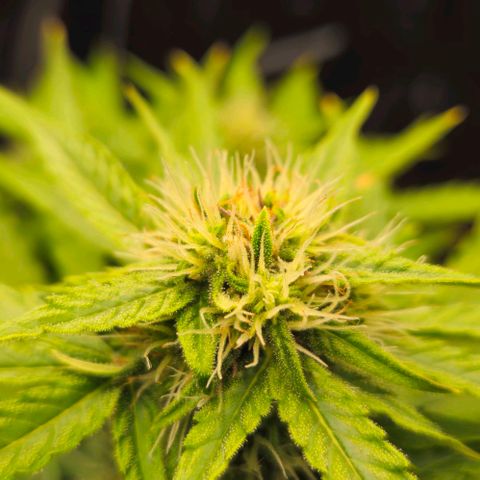 Dpsidos #1 growlog timeline photo