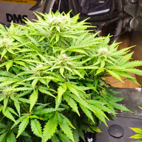 Dpsidos #1 growlog timeline photo