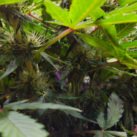 Dpsidos #1 growlog timeline photo