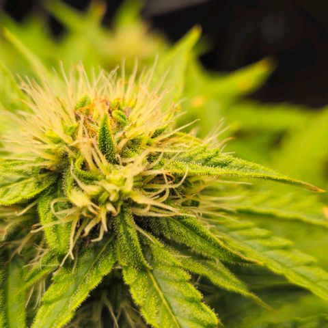 Dpsidos #1 growlog timeline photo