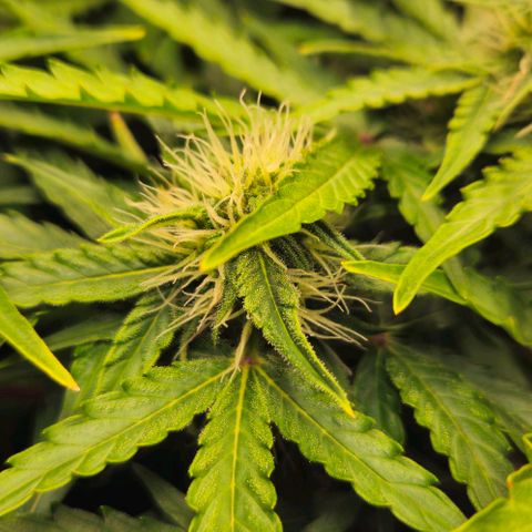 Dpsidos #1 growlog timeline photo