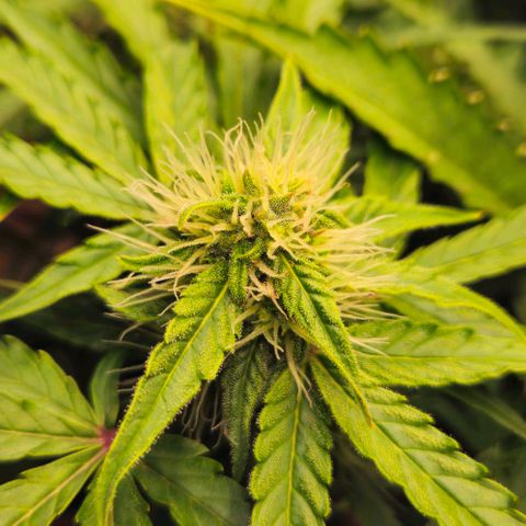 Dpsidos #1 growlog timeline photo