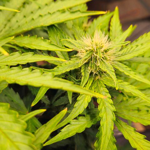 Dpsidos #1 growlog timeline photo