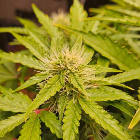 Dpsidos #1 growlog timeline photo
