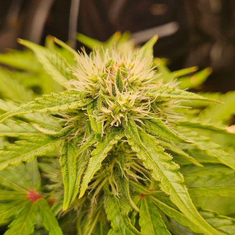 Dpsidos #1 growlog timeline photo
