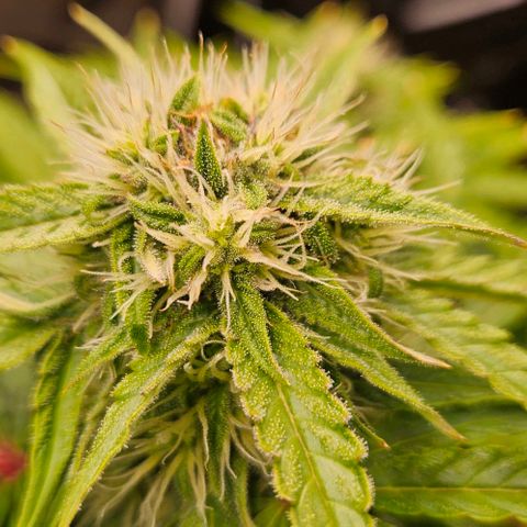 Dpsidos #1 growlog timeline photo