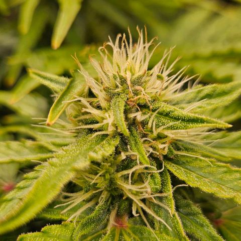 Dpsidos #1 growlog timeline photo
