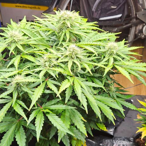 Dpsidos #1 growlog timeline photo