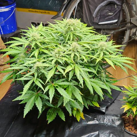 Dpsidos #1 growlog timeline photo
