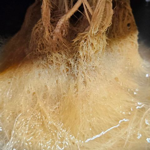 Dpsidos #1 growlog timeline photo