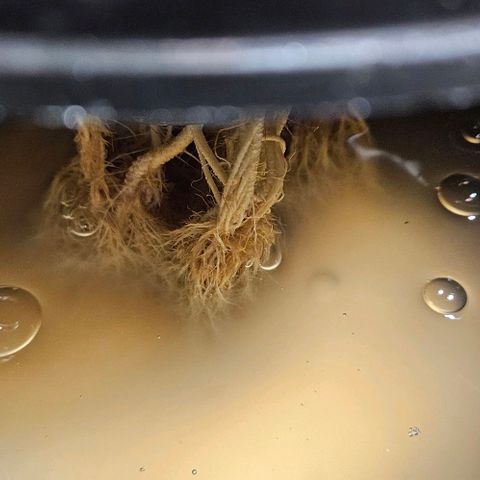 Dpsidos #1 growlog timeline photo