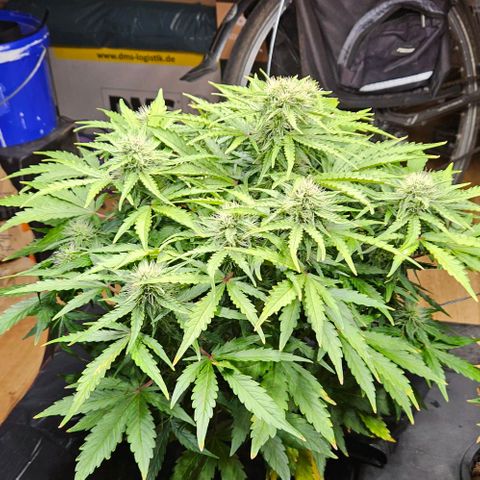 Dpsidos #1 growlog timeline photo