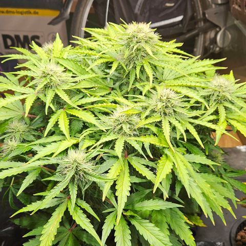Dpsidos #1 growlog timeline photo