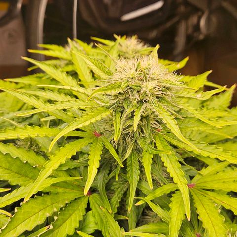 Dpsidos #1 growlog timeline photo