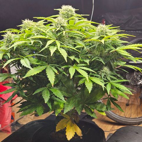 Dpsidos #1 growlog timeline photo