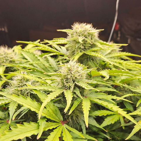 Dpsidos #1 growlog timeline photo