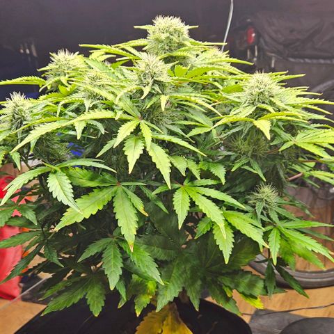 Dpsidos #1 growlog timeline photo