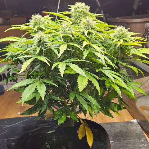Dpsidos #1 growlog timeline photo