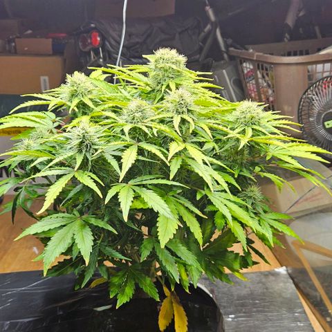 Dpsidos #1 growlog timeline photo