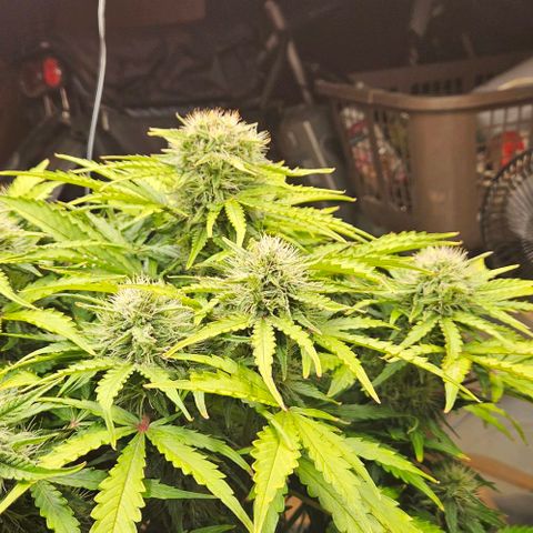 Dpsidos #1 growlog timeline photo
