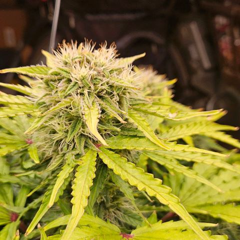 Dpsidos #1 growlog timeline photo