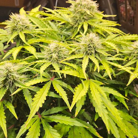 Dpsidos #1 growlog timeline photo