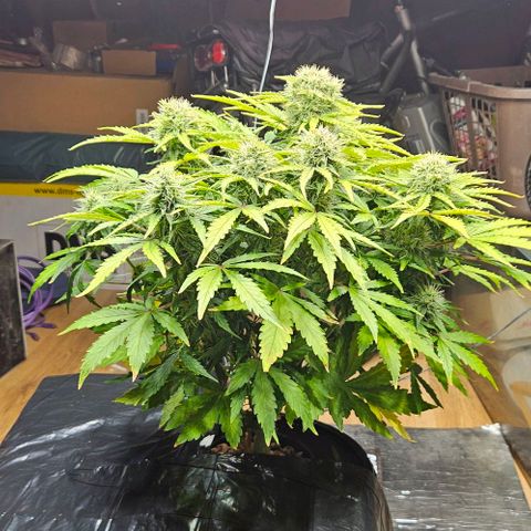 Dpsidos #1 growlog timeline photo