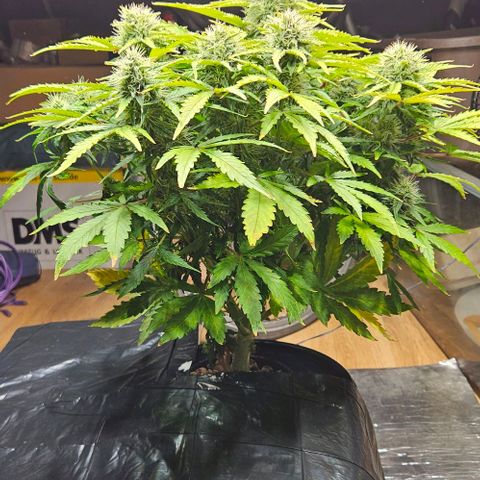 Dpsidos #1 growlog timeline photo