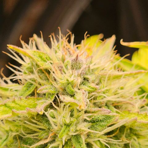 Dpsidos #1 growlog timeline photo