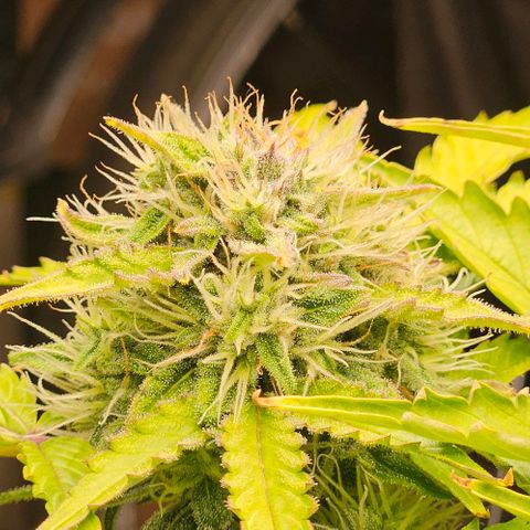 Dpsidos #1 growlog timeline photo