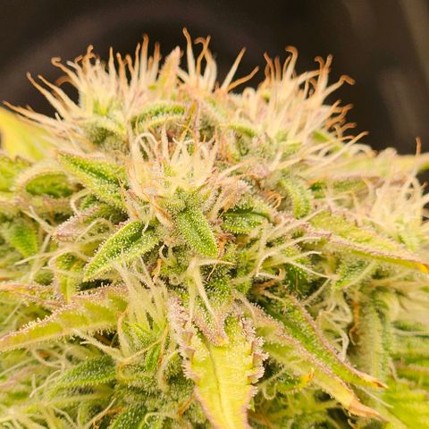 Dpsidos #1 growlog timeline photo