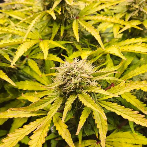Dpsidos #1 growlog timeline photo