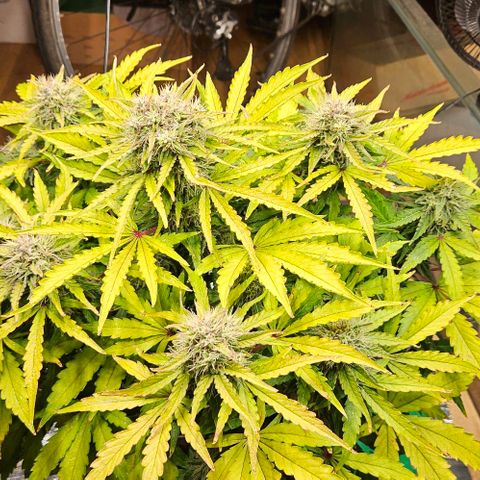 Dpsidos #1 growlog timeline photo