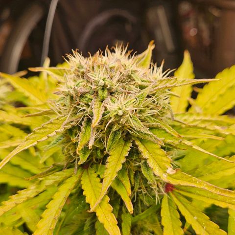 Dpsidos #1 growlog timeline photo