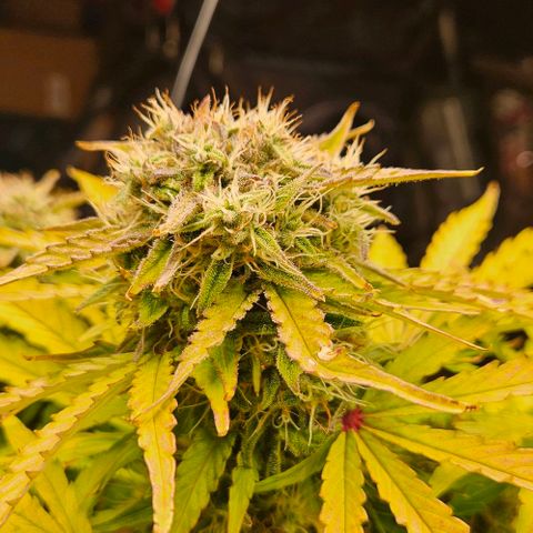 Dpsidos #1 growlog timeline photo