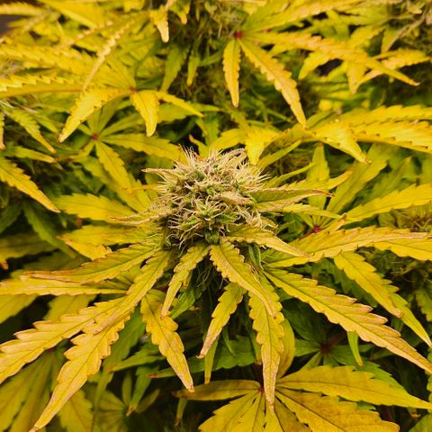 Dpsidos #1 growlog timeline photo