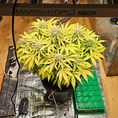 Dpsidos #1 growlog timeline photo