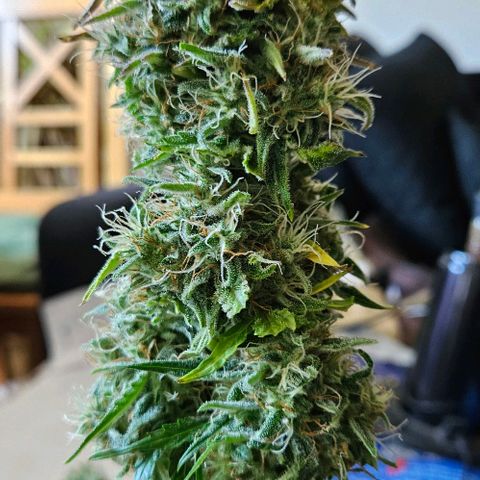Dpsidos #1 growlog timeline photo
