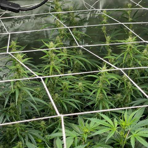 Do-Si-Dos Automatic growlog photo: Flower





