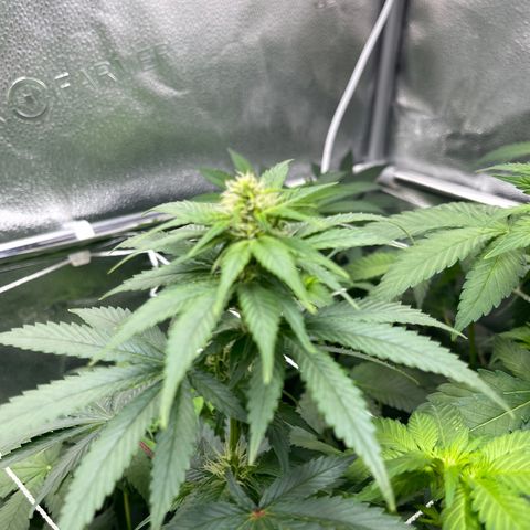 Do-Si-Dos Automatic growlog photo: Flower




