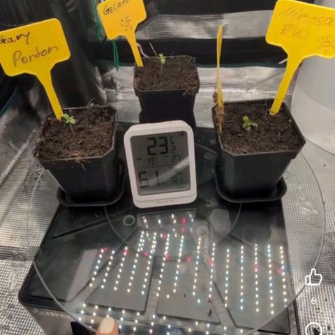 Gelato 🌞FEM growlog timeline photo