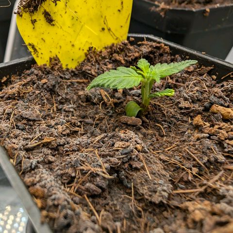 Gelato 🌞FEM growlog photo: Die ganz rechts ist die MIMOSA EVO(Barneys Farm) diese wurde mit  BioEnhancer(GreenHouse) behandelt. Man kann deutlich sehen das es hält was es verspricht, die Nodi/Knoten bilden sich in kurzeren Abständen. Beim umtopfen in ein paar Wochen werden wir den Unterschied vom Wurzelwachstum begutachten. Da BioEnhancer auch da für Verbesserungen Sorgen sollte, Laut Beschreibung. Ich bin gespannt.
Gelato und Gary Porton habe kein BioEnhancer bekommen.